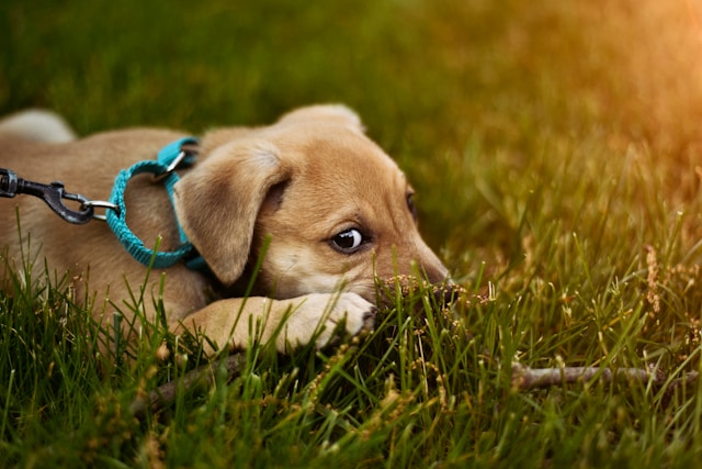 Die Kuschelhöhle für Hund: Perfekte Entspannung für Ihren Welpen