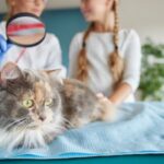 Warum verliert meine Katze Fell? Ursachen erkennen, bevor man behandelt
