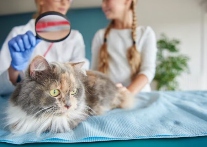 Warum verliert meine Katze Fell? Ursachen erkennen, bevor man behandelt